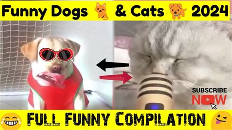 Funniest Cat And Dog 😜2024 Funny Cats 🐈 Memes Funny Cats And Dogs