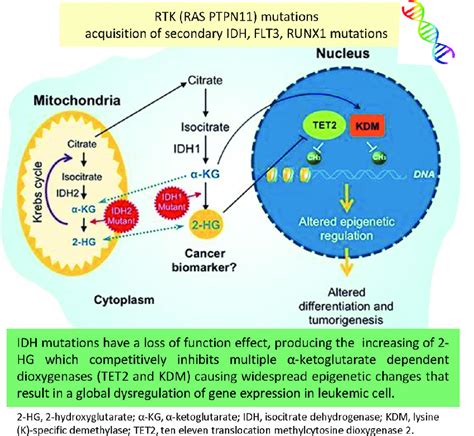 Mechanism Of Leukemogenesis Of Idh Mutations Green Label And