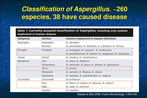 Ppt Aspergillus Classic Diagnostic Powerpoint Presentation Free Download Id9548239