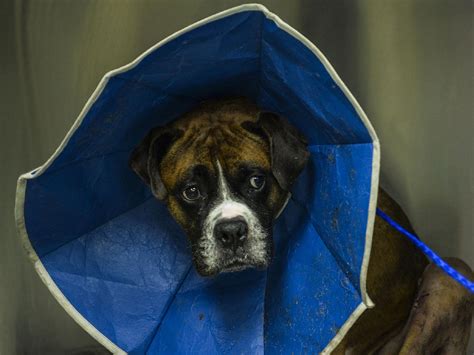 How Will My Dog Change After Being Neutered At Sandra Madrigal Blog