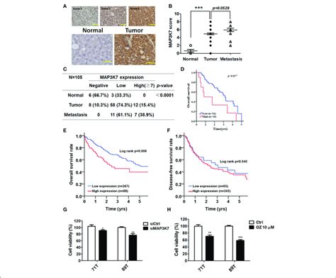 Clinical Association Of Map3k7 Expression With Tumorigenesis And