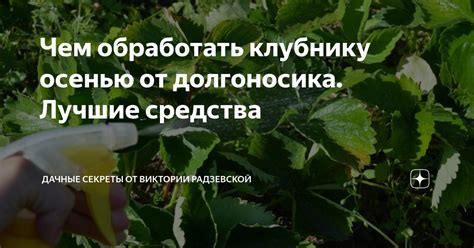 Чем обработать клубнику осенью от долгоносика. Лучшие средства ...