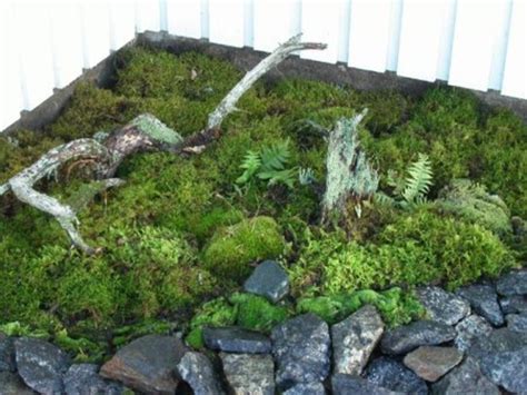 How To Create A Moss Garden For Beautiful Greenery HubPages