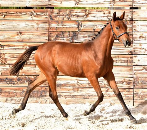 Le Haras Des Coudrettes Concours D Levage Au Haras Des Coudrettes