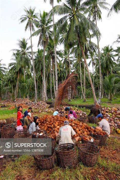 Workers Processing Coconut In Coconut Farm Borneo Superstock