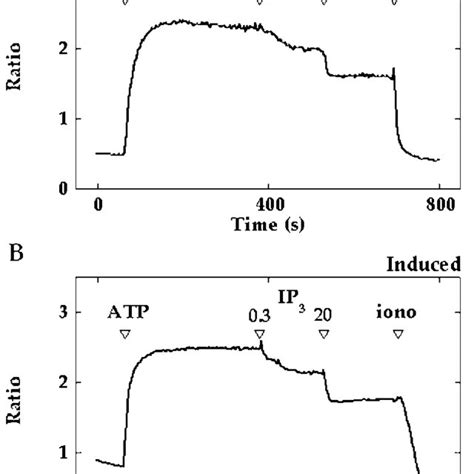 Inos Expression Does Not Affect Ip 3 Induced Ca 2 Release From