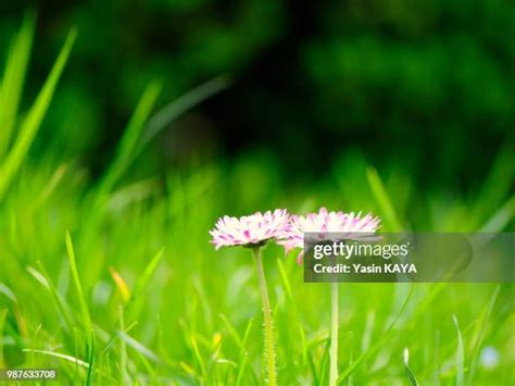 2217 Double Flowers Stock Photos High Res Pictures And Images