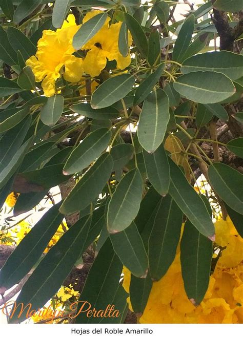 Roble Amarillo Arboles Y Flores En República Dominicana Guayacan