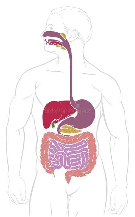 Gastrointestinal Tract Digestive Gut Diagram Stock Vector Illustration Of Elementary Black