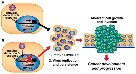 Viruses Free Full Text Dna Tumor Virus Regulation Of Host Dna