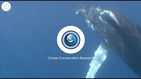 Ocean Conservation Research Youtube