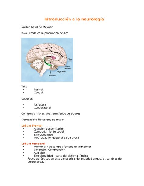 Introducci N A La Neurolog A A La Basal De Meynert Involucrado En La