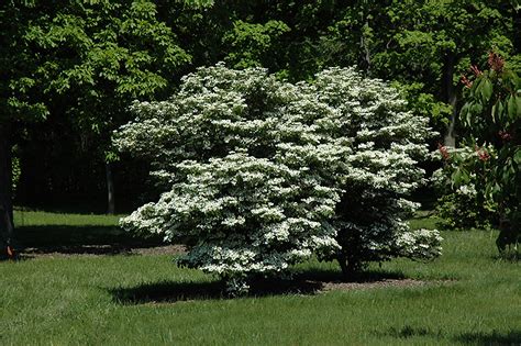 Summer Snowflake Doublefile Viburnum Viburnum Plicatum Summer