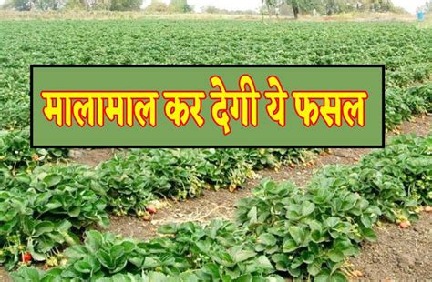 Strawberry Farming Will Make Farmers Millionaires करोड़पति बना देगी