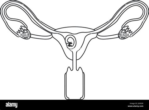 Monochrome Silhouette Of Female Reproductive System Ovaries With Fetus