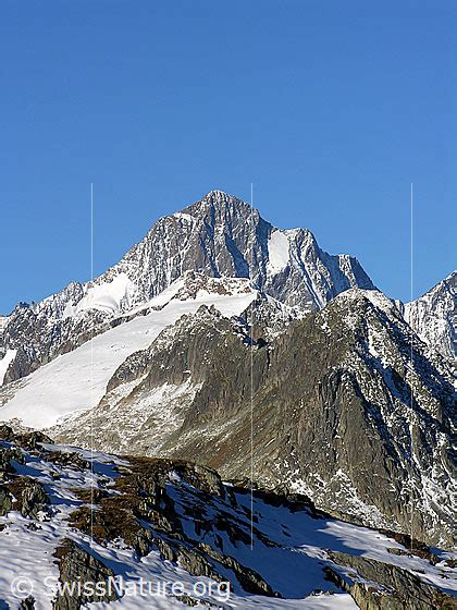 Finsteraarhorn Scheuchzerhorn Tierberg Zinggenstock Foto F