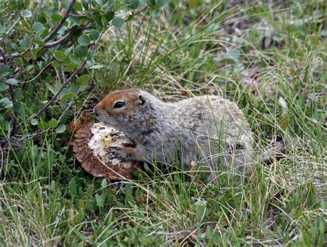 Surviving Winter In The Arctic: Animal Adaptations