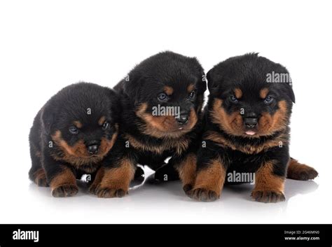 Are Rottweiler Puppies Fluffy