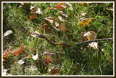 Prairie Nature: Western Plains Garter Snake