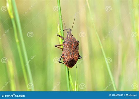 Pentatomidae Stink Bug Or Shield Bug , Hemiptera Insect Royalty-Free ...
