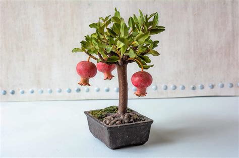 Dwarf Pomegranate Bonsai Care And Propagation Guide