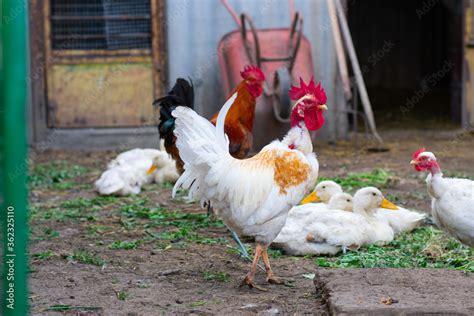 Poultry Yard Naked Neck Breed Of Chicken In Farm It Is Naturally