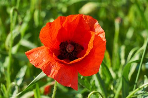 Klatschmohn Pflanze Blume Kostenloses Foto Auf Pixabay Pixabay