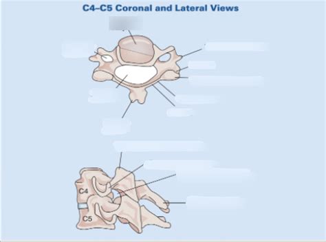Cervical Spine Anatomy Diagram Diagram | Quizlet