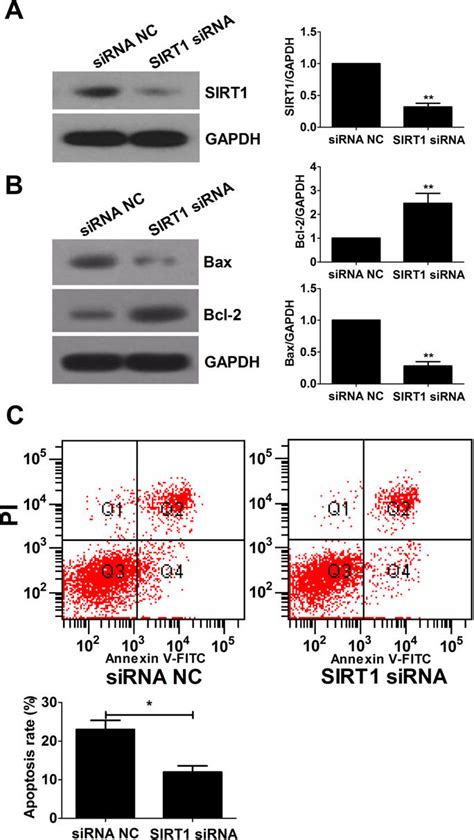 The Effect Of Sirt Knockdown On Mgc Apoptosis A B Western Blot Was