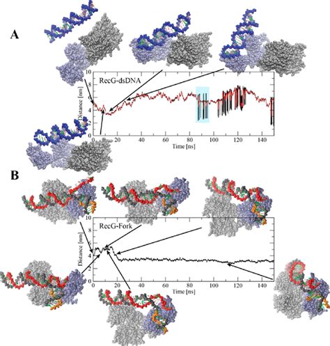 Interaction Of E Coli Recg With The Dna Substrates Characterized Using