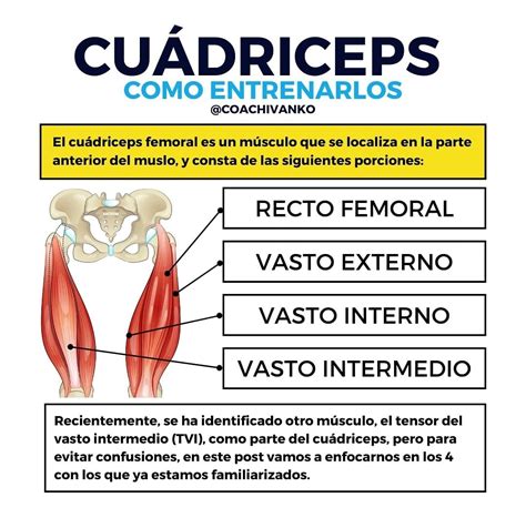 Acj Trainer CuÁdriceps EntrÉnalos Correctamente 👉👉👉 El Facebook