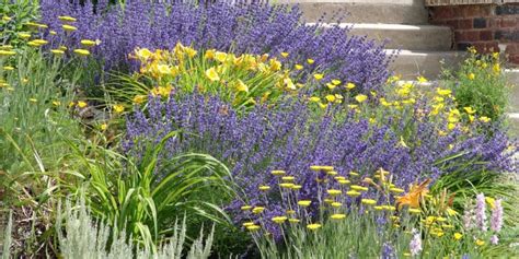 Russian Sage Vs Lavender A Comprehensive Comparison Gfl Outdoors