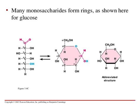 Carbohydrates Proteins Lipids And Nucleic Acids