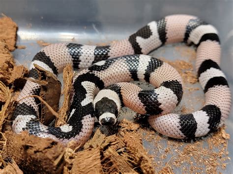 Anery Het Hypo Honduran Milk Snake By Ram Fam Reptiles Morphmarket