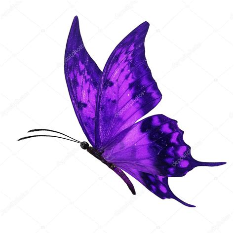 Purple Butterfly Flying Stock Photo By Thawats 91371370