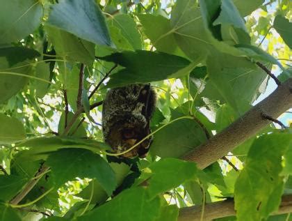 Creating bat habitat | Washington Department of Fish & Wildlife