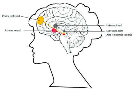 Les voies dopaminergiques La voie méso limbique est constituée des
