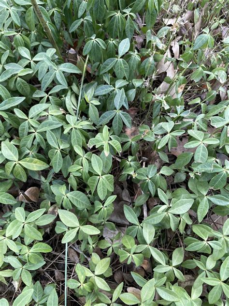 Common Invasive Ground Covers Inaturalist Nz