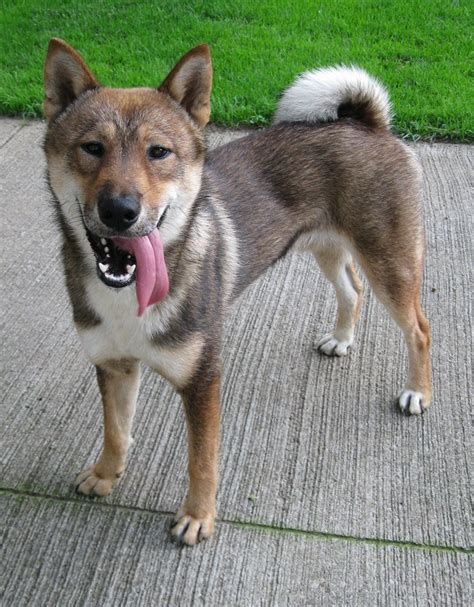 Shikoku Dog (Shikoku Ken) Info, Temperament, Puppies, Pictures