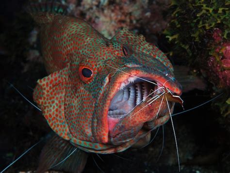 Premium Photo Coral Grouper At The Cleaning Station Underwater World
