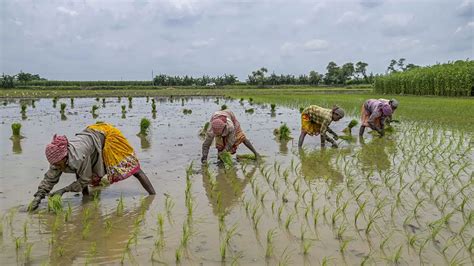 Deficit In Paddy Sowing Narrows To 452 Jharkhand Worst Hit