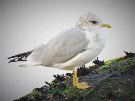 Short Billed Gull A Short Billed Gull Larus Brachyrhynchu Flickr