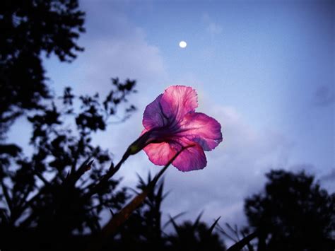 Moonlight Petals Under Moonlight Lilies Sparrows And Grass Palm