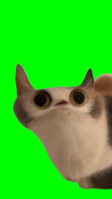 Green Screen Sad Meowing Cat Meme Artofit