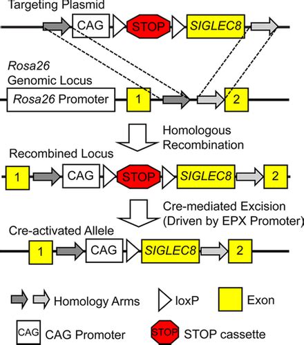 Frontline Science Characterization Of A Novel Mouse Strain Expressing