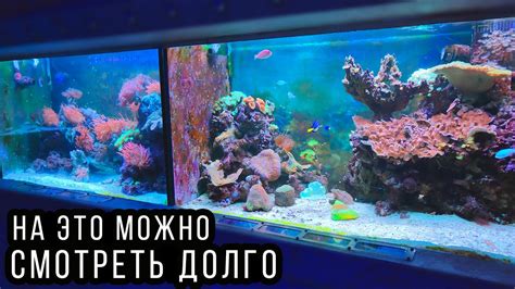 Пресные и морские аквариумы с рыбками и кораллами! - YouTube