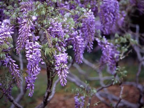 La Glycine Ne Fleurit Pas Comment Faire Fleurir Une Glycine