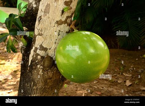 Calabash Tree Or Cuite Crescentia Cujete Is A Tree That Produce Very