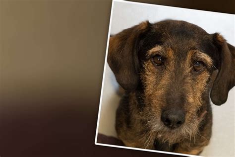 Hund Sucht Neues Zuhause Dackel Mix Tr Umt Von Einem Neuen Leben