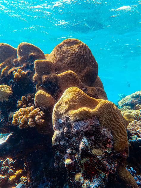 coral reef  stock photo